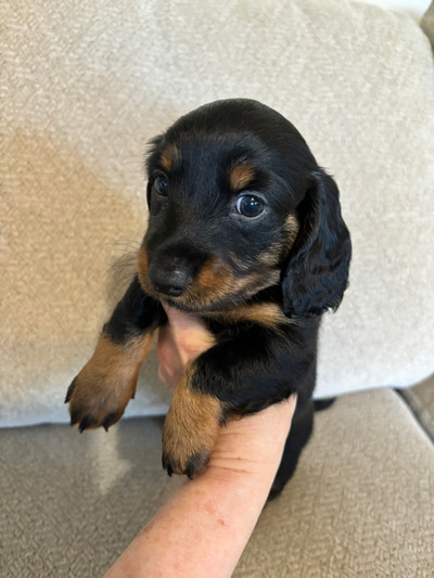 Sweet mini dachshund babies  ONLY ONE  LH left
