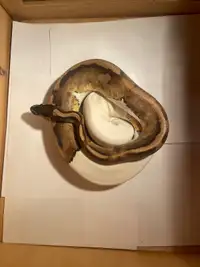 Pied ball pythons 