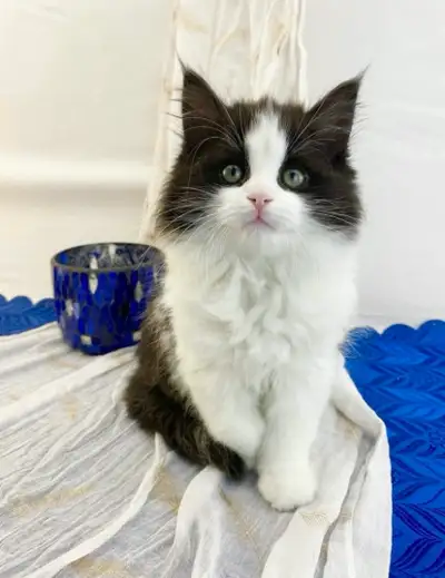 Docile Maine Coon Kitten, View more
