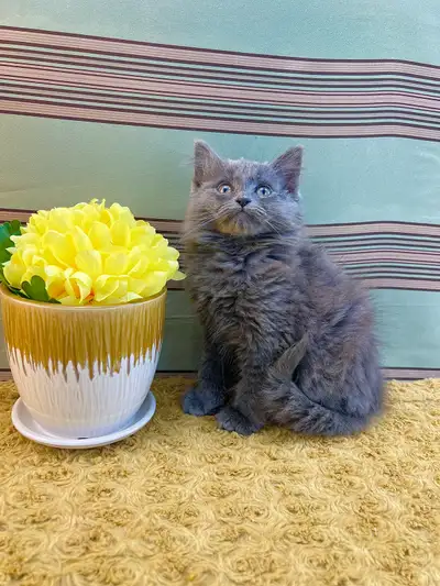 Grey Male Maine Coon with First Shots, View more