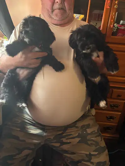 puppies - shitzu and cocker spanial , View more