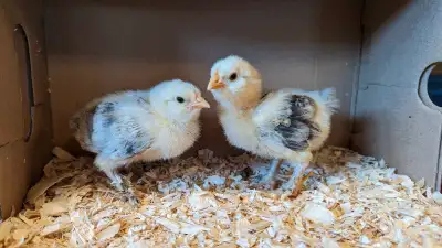 Salmon Faverolle Chicks, View more