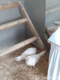 2 poules de 18 semaines à adopter