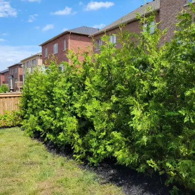 Fast Growing Natural Privacy! Eastern White Cedar Trees 3-12ft Perfect for privacy hedges! Pick up,...