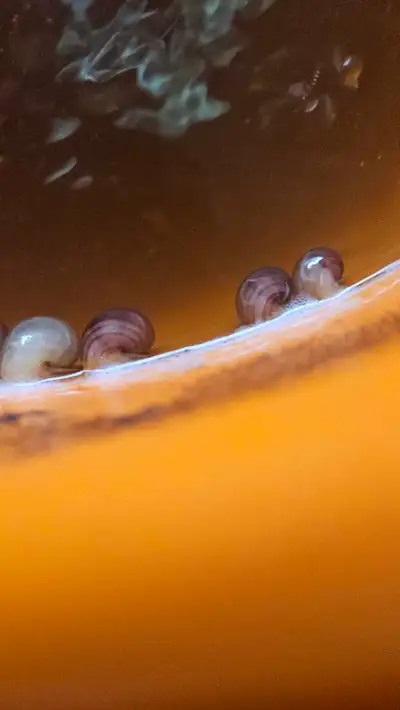 Mystery Snails, View more