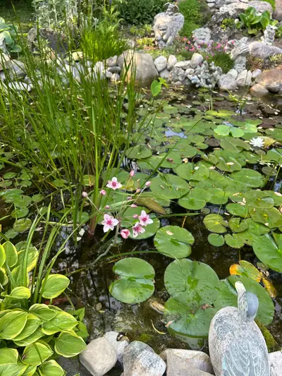  Pond Plants, View more