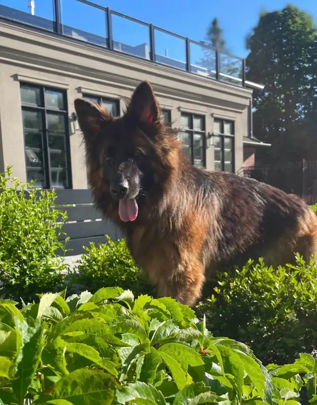Purebred German Shepherd Puppies CKC Reg’d in Dogs & Puppies for Rehoming in Markham / York Region - Image 8