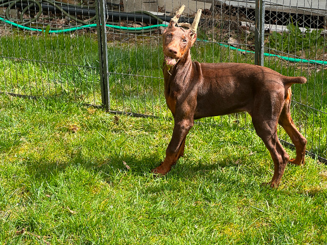 Beautiful cropped doberman puppies in Dogs & Puppies for Rehoming in Delta/Surrey/Langley - Image 3