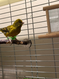 Male Canary 
