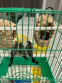 4 Owl finches for sale