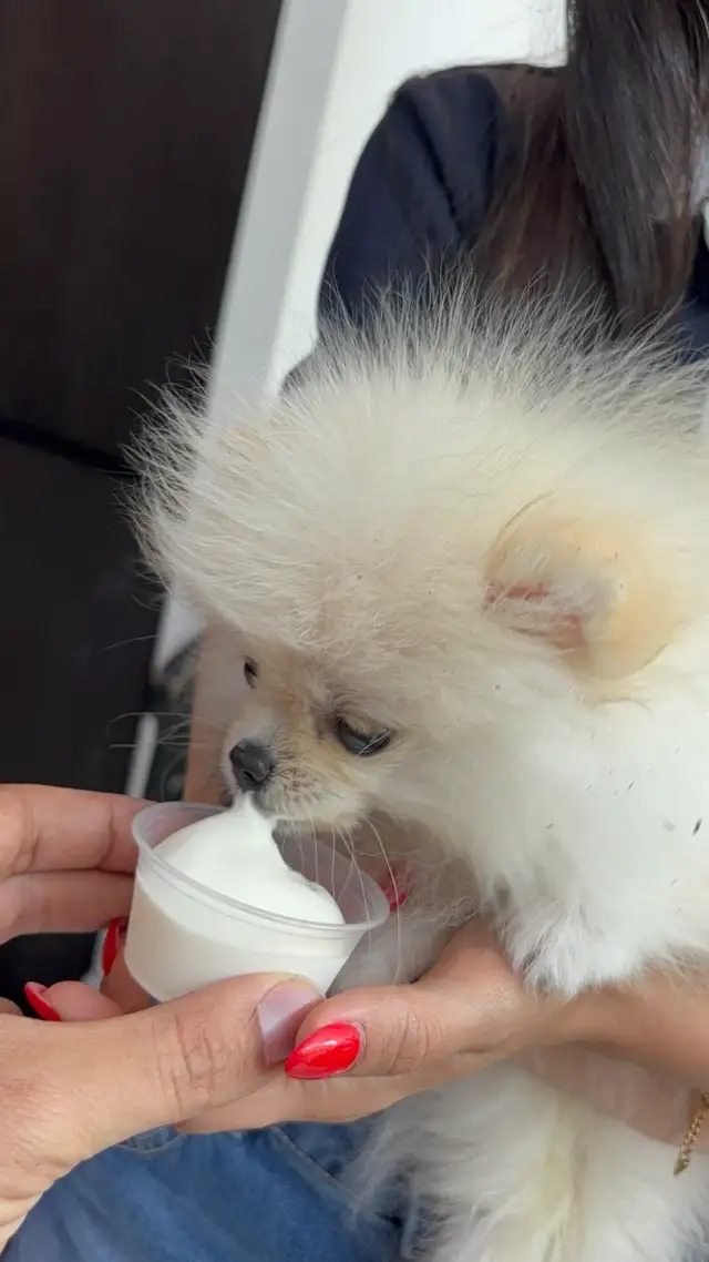 Top G Teacup  Pomeranian Puppy  (imported from South Korea) in Dogs & Puppies for Rehoming in Longueuil / South Shore - Image 9