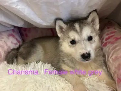 TWO FEMAL HUSKY PUPs VACCINATED VET CHECKED READY  to go JAN 9th, View more