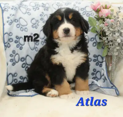 Text/Call only please! Ready to go!! These beautiful bernese mountain pups are ready for their new h...