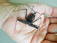 Whip spiders (Amblypygi) - Charon grayi "Negros" juveniles