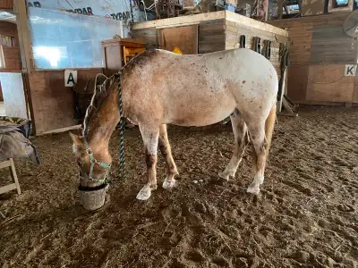 Friendly appy gelding, View more