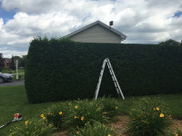 Professional Hedge Trimming Services