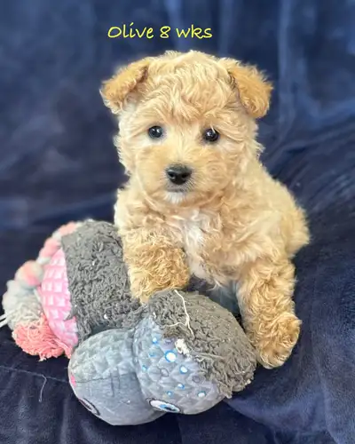 Beautiful WestiePoo puppies, View more