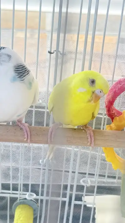2 Budgies, View more
