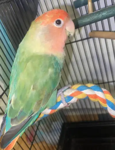Lovebird Pair  1 Year old , View more