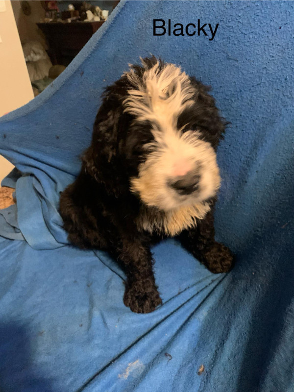 Bernedoodle puppies in Dogs & Puppies for Rehoming in Bedford - Image 2