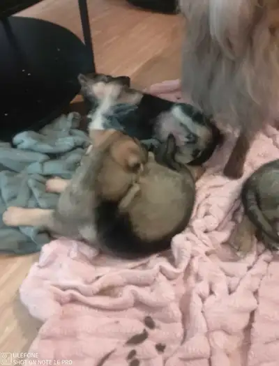 Puppies are 6 weeks old 4 female and 1 boy
