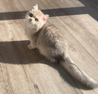 Mia female British shorthair kitten