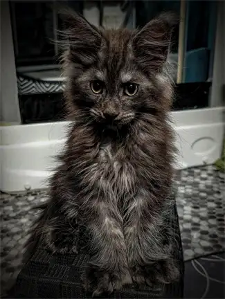 5 CHATONS MAINE COON POLYDACTYLES (6-6-6-6), View more