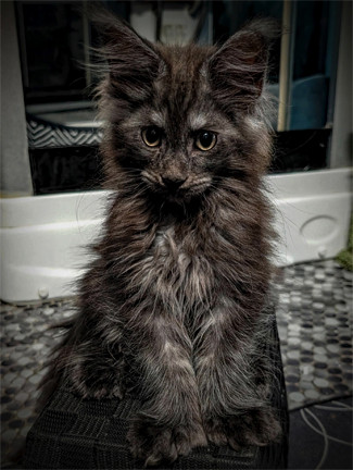 5 CHATONS MAINE COON POLYDACTYLES (6-6-6-6) dans Chats et chatons à adopter  à Ville de Québec