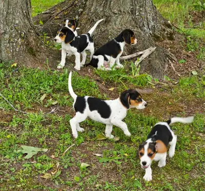 Beagle Puppies, View more