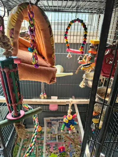 Young birds for sale, View more