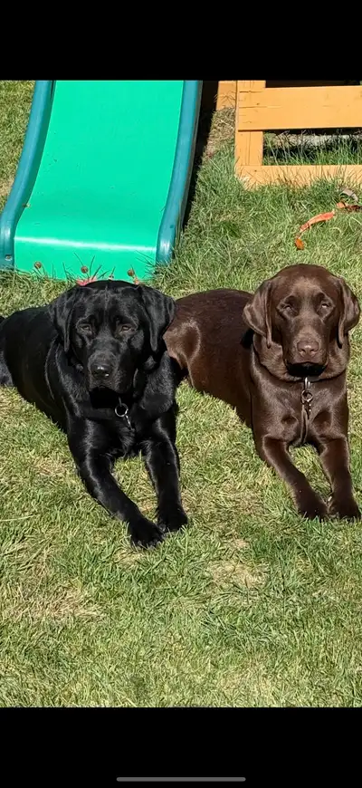 Labrador Anglais x Américaine pure, View more