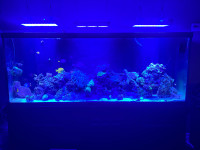 150 gallon drilled saltwater setup