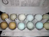 Fresh chicken eggs