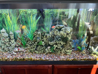 55 Gal. Fishtank with everything. Even the fish!