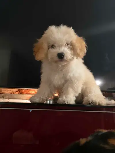 TOY POODLE (GIRL)  3 months, View more