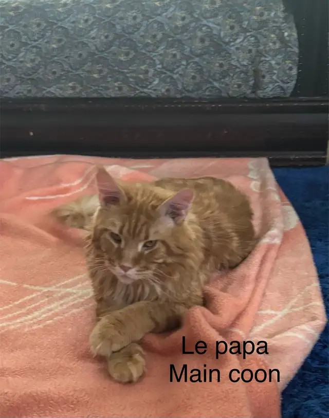 chaton main coon in Cats & Kittens for Rehoming in Laval / North Shore - Image 10