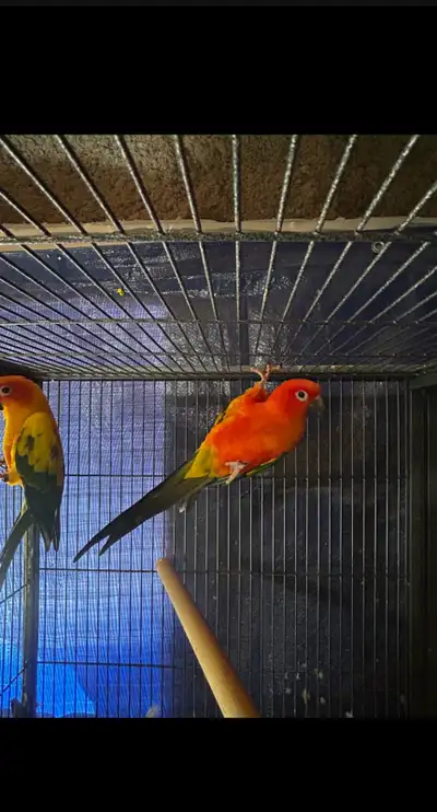 Proven Breeding Pair Sun Conures , View more