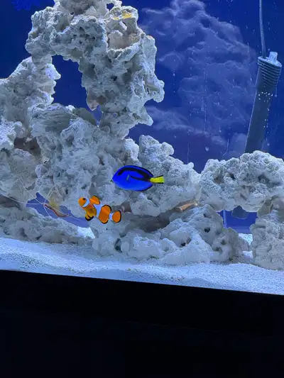 Saltwater Aquarium With EVERYTHING , View more