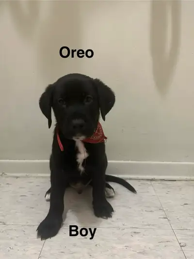 Born-Oct 17,2025 Sex: boy Price: $400 Payment: cash only (No PayPal No what’s app.) Text only no cal...