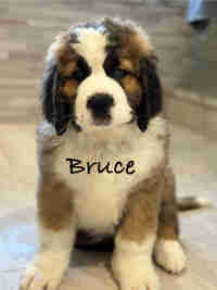  1 sweet St-Bernese puppy  in Dogs & Puppies for Rehoming in Ottawa - Image 3
