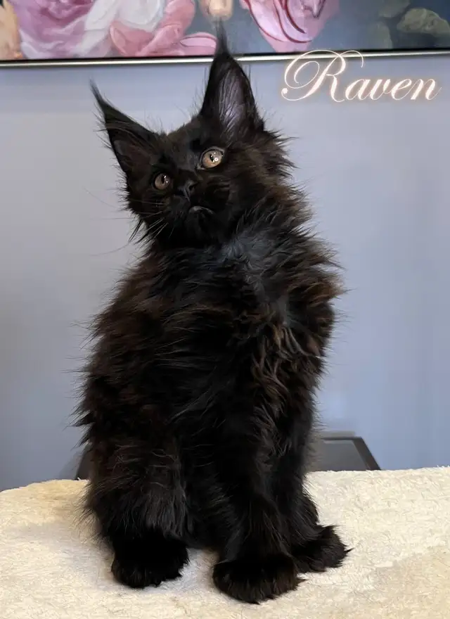 Registered Purebred Maine Coon Kittens in Cats & Kittens for Rehoming in Victoria - Image 5
