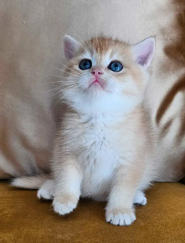 Purebred British shorthair kittens available  in Cats & Kittens for Rehoming in Longueuil / South Shore - Image 6