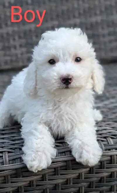 Bichonpoo puppies, View more