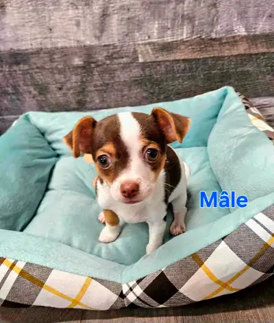 Voici chihuahua née le 12 décembre 2024 et un chihuahua de née le 02/01/2025 .lls sont vacciné, verm...