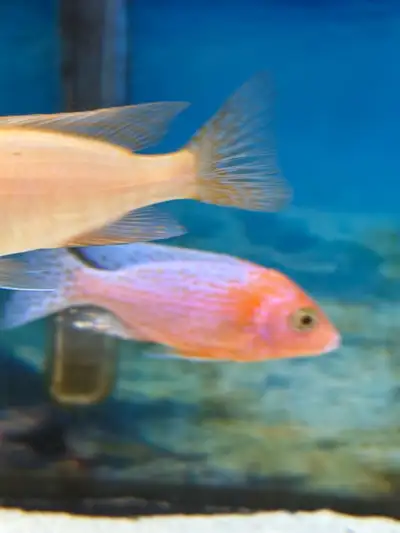 African cichlid fish, View more