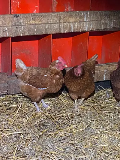 1 1/2 year old Isa Brown Hens, View more