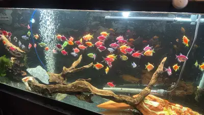 glo tetra, View more