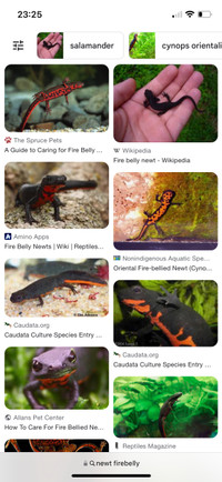 Recherche triton, salamandre! Looking for newt 