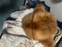 Real fox fur hat