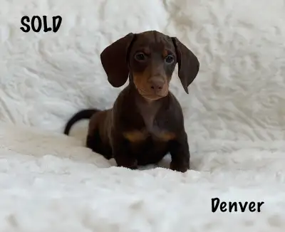 DACHSHUNDS., View more